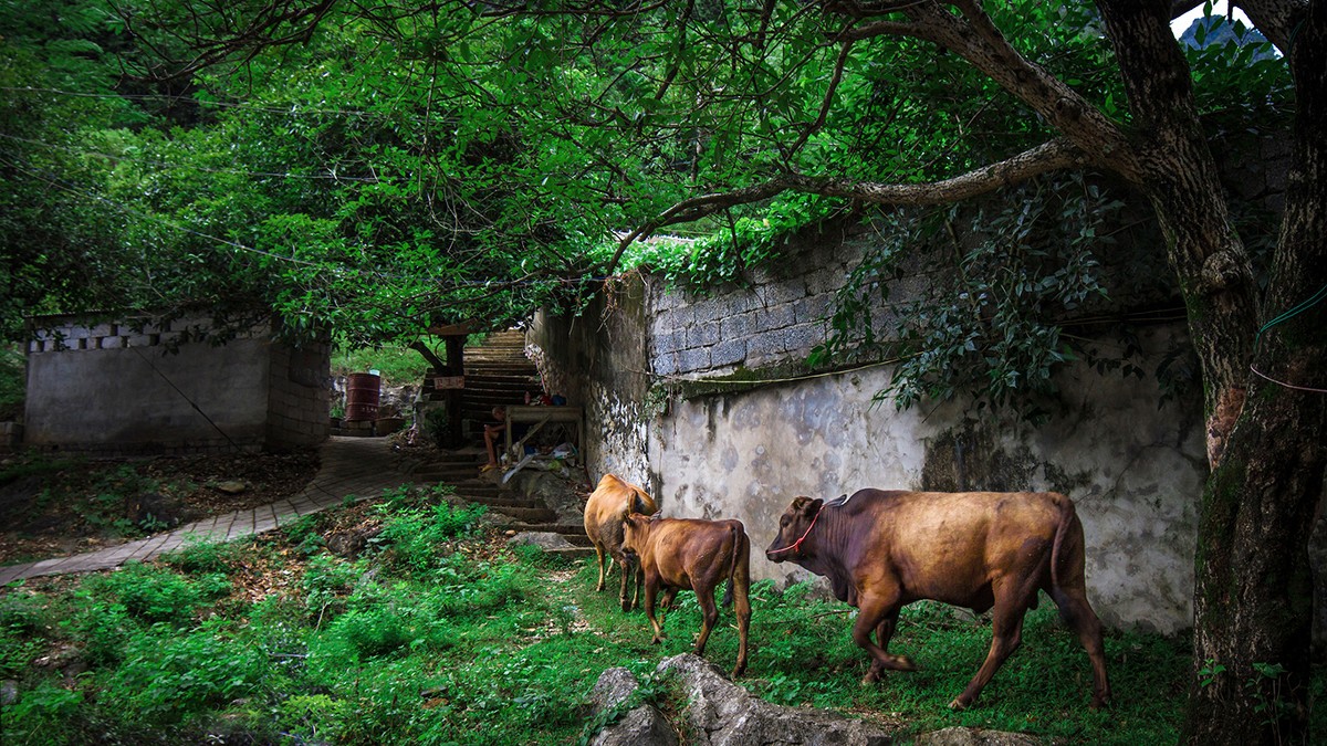 古鎮(zhèn)游玩，有一種說(shuō)走就走的旅行