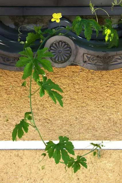 古建筑，一片瓦，遮風擋雨