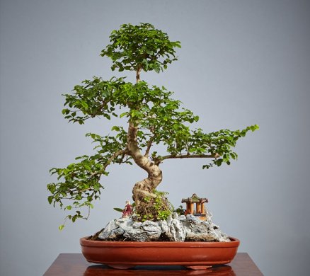 山紫甲石景，姿態萬千盆景藝術！