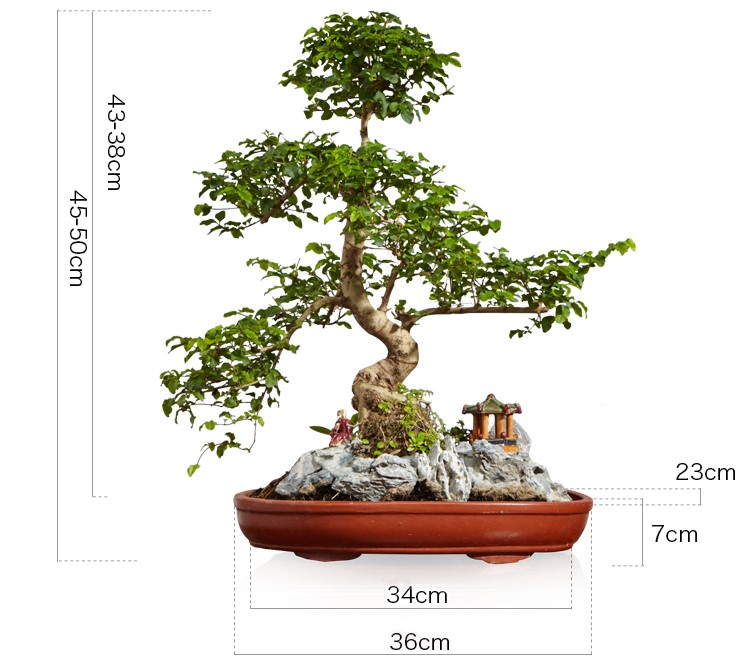 山紫甲石景，姿態(tài)萬千盆景藝術(shù)！