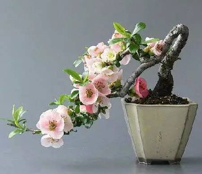 頂級盆景藝術(shù)，一種讓世人驚嘆的美！