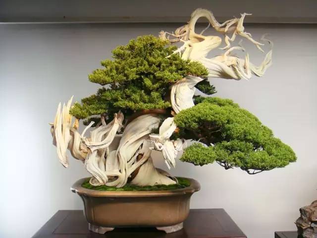 讓人驚嘆的盆景藝術：世界上最貴盆栽盆景