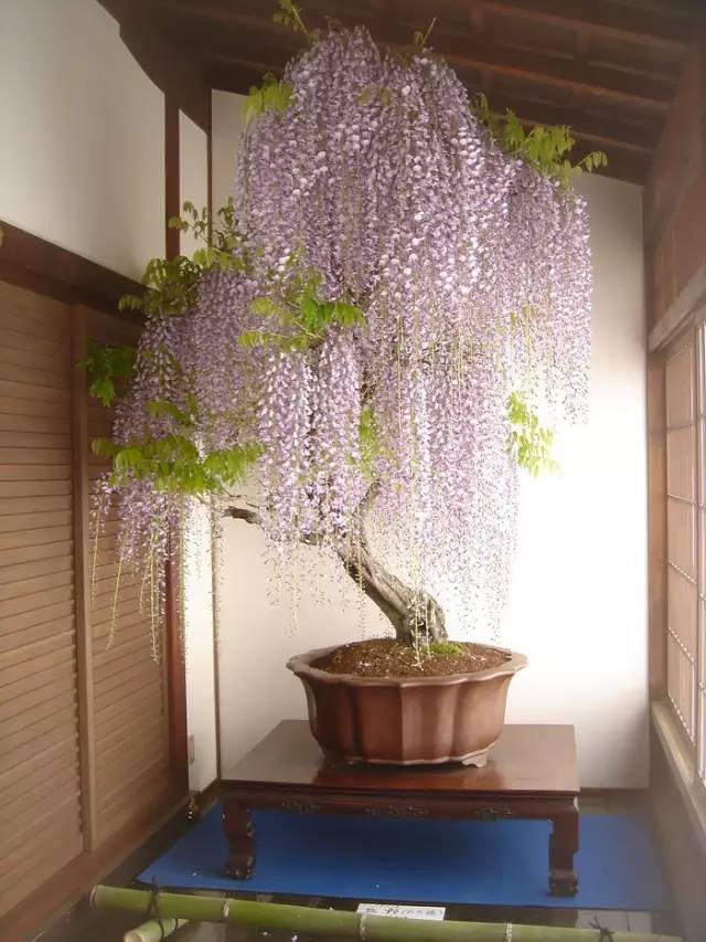 讓人驚嘆的盆景藝術：世界上最貴盆栽盆景