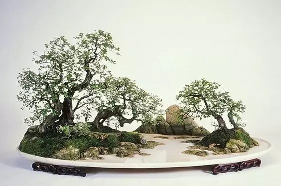 讓人驚嘆的盆景藝術：世界上最貴盆栽盆景