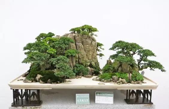 讓人驚嘆的盆景藝術：世界上最貴盆栽盆景