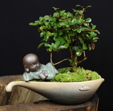 小葉福建茶樹樁盆景，室內綠植藝術造型盆景