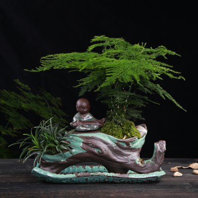別具風味的文竹陶瓷盆景，禪意小和尚盆景圖片