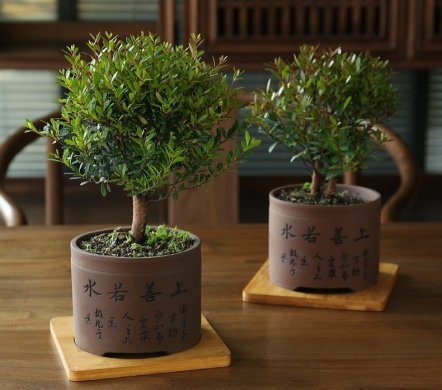 小葉紫檀盆景，黑骨茶樣式盆景圖片