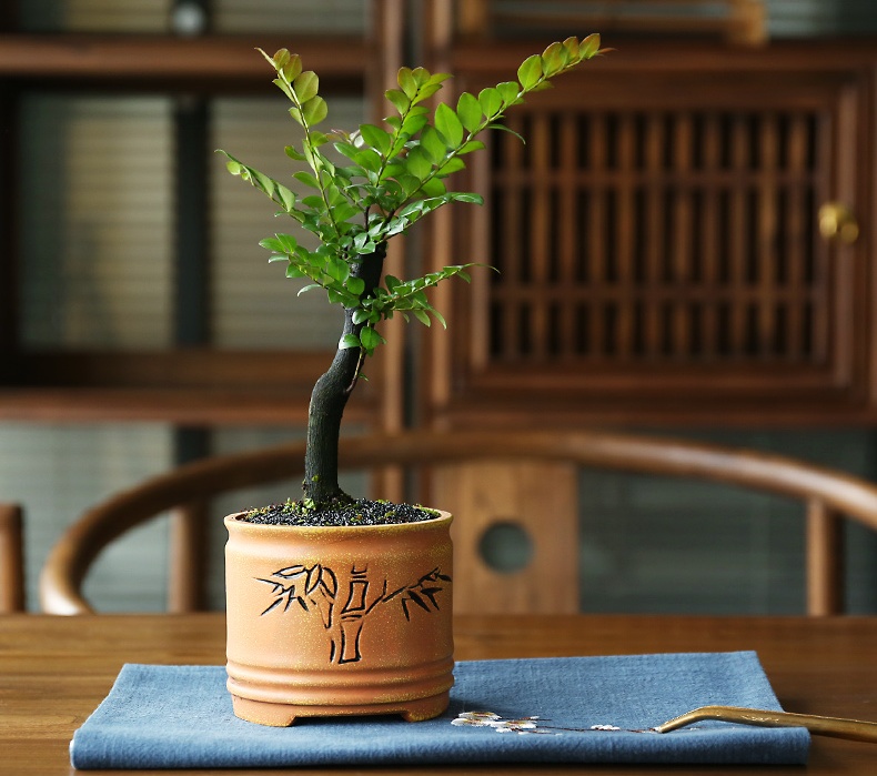 小葉紫檀盆景，黑骨茶樣式盆景圖片