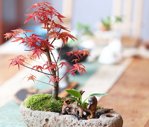 紅楓樹盆景，簡約美觀盆景圖片