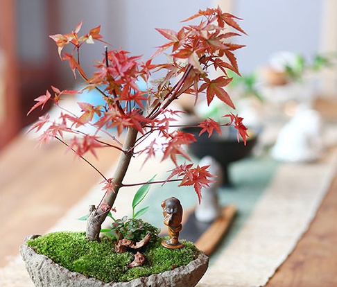 紅楓樹盆景，簡約美觀盆景圖片