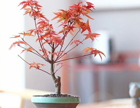紅楓樹盆景，簡約美觀盆景圖片