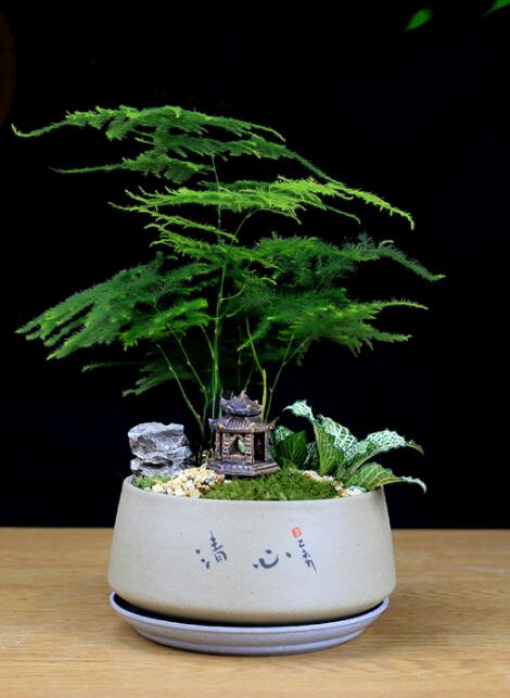福祿桐文竹盆景，綠植苔蘚微景觀禪意盆景