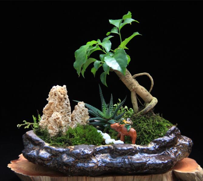 高檔水石藝術組合，綠植微景觀旱盆盆景