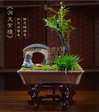 四季常青盆景，鎮宅紫檀盆景圖片