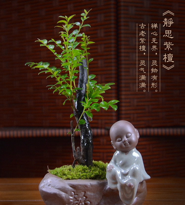 四季常青盆景，鎮宅紫檀盆景圖片