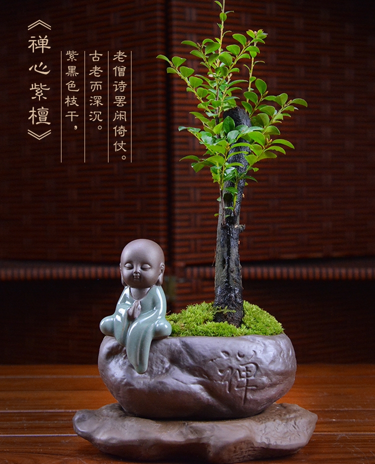 四季常青盆景，鎮宅紫檀盆景圖片