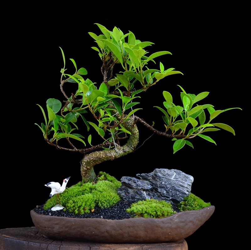 四季常青綠葉盆景圖片，精致的小葉榕樹(shù)盆景