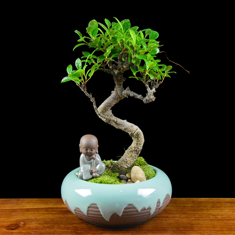 四季常青綠葉盆景圖片，精致的小葉榕樹(shù)盆景