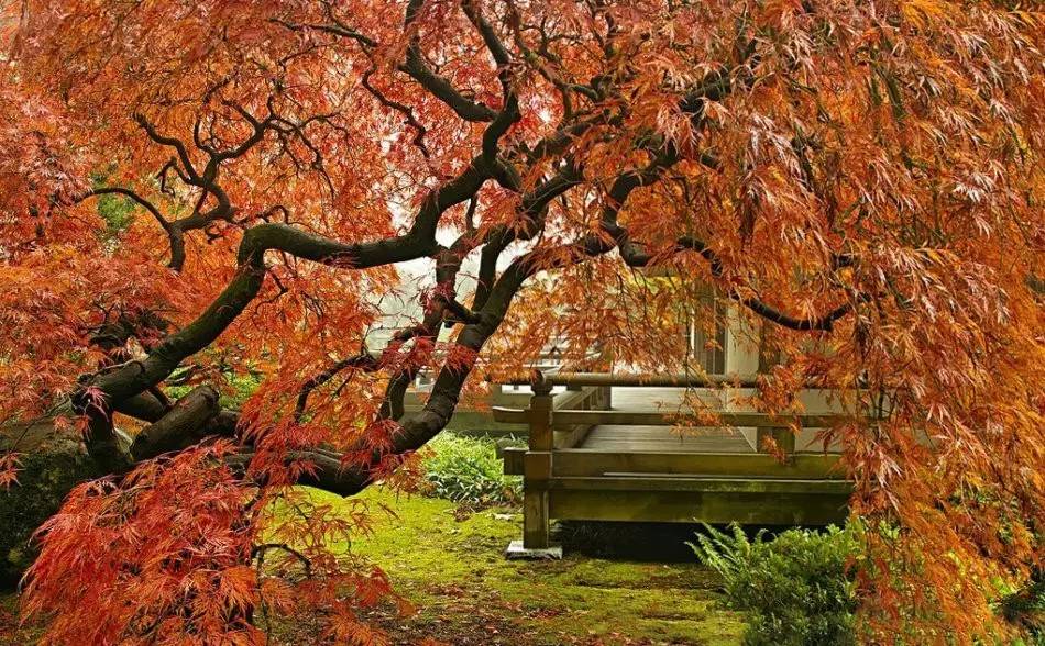 園林景觀：日本古典園林藝術淺析
