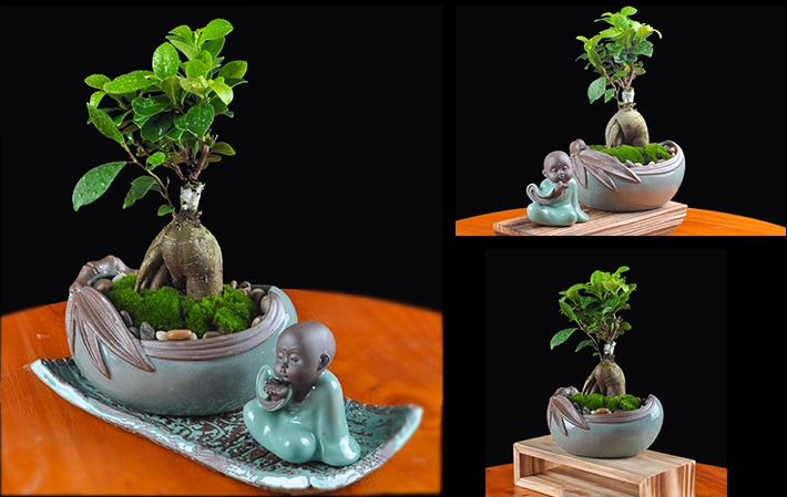 人參榕盆景植物，禪意綠植四季常青盆栽盆景