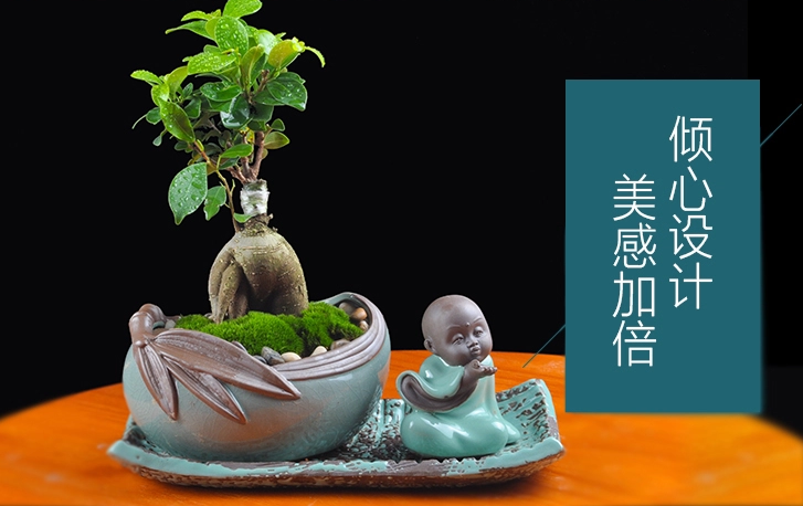 人參榕盆景植物，禪意綠植四季常青盆栽盆景