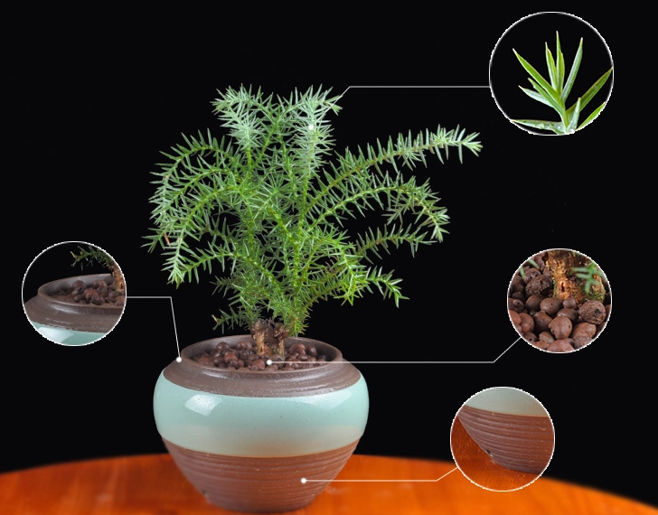 澳洲杉綠植組合盆景，四季常青樹禪意盆景