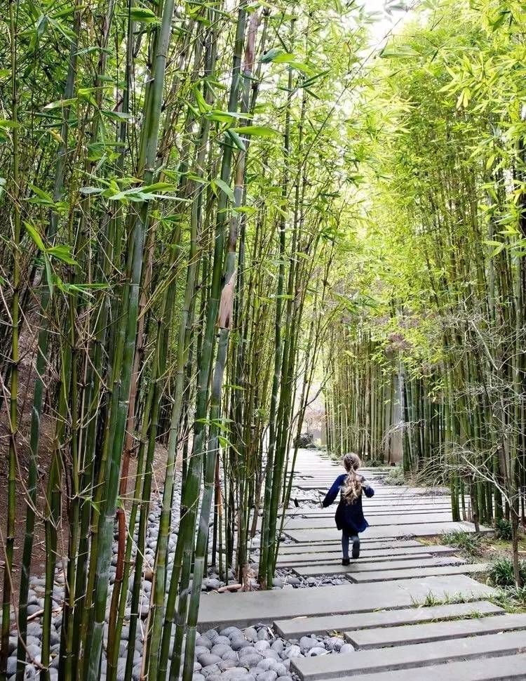 庭院設計，竹子在庭院中造景的運用