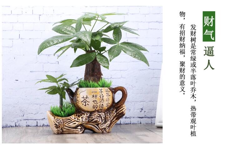中國風發財樹盆景