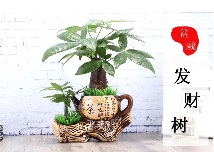 中國風發財樹盆景