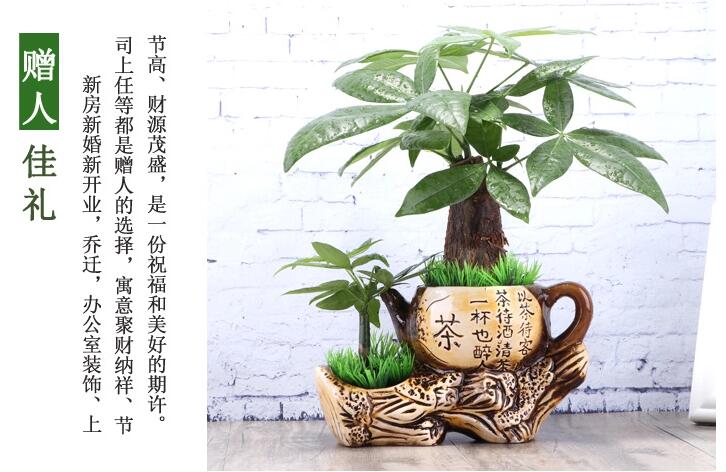 中國風發財樹盆景