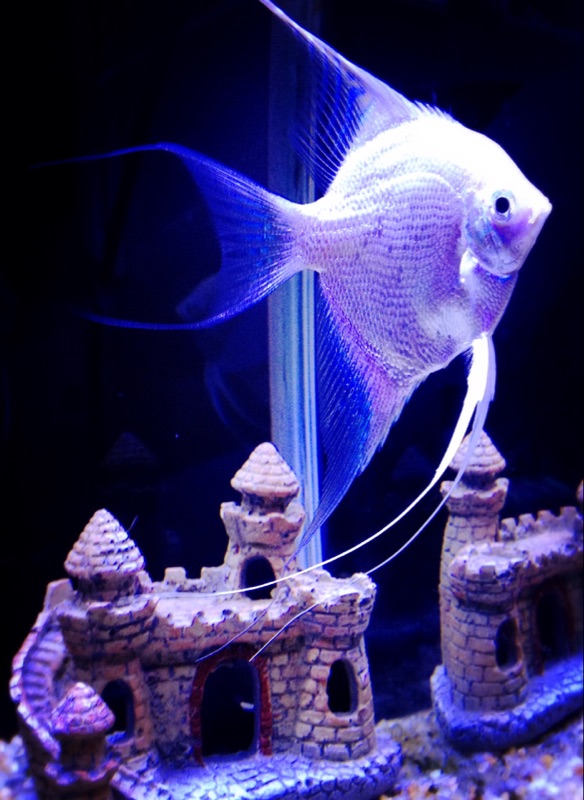 城堡別墅魚缸造景擺件，樹脂工藝品