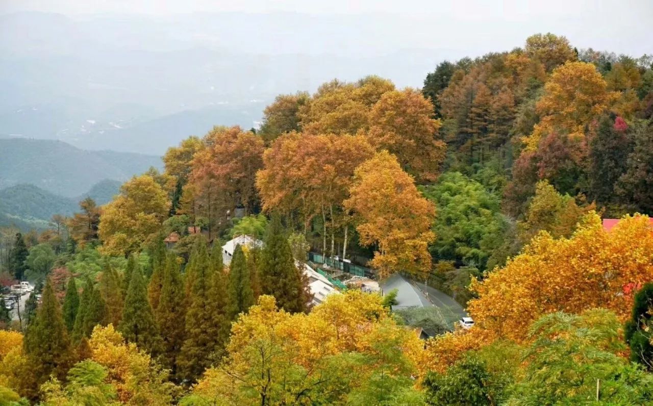 莫干山·西璞，睡進梵高的畫里