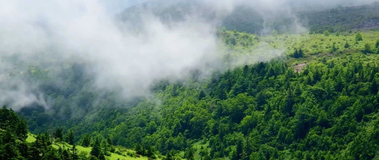 西顧·望城山居，闖入仙境等待一場花開的心動