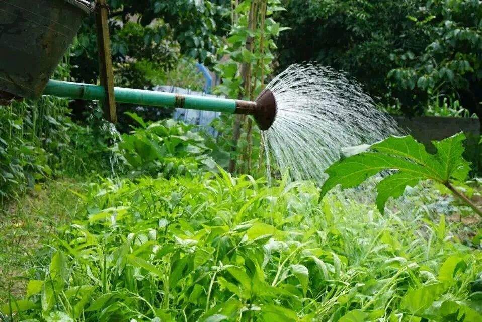 廣州·菁木山舍，有個木屋開滿鮮花看花開花落