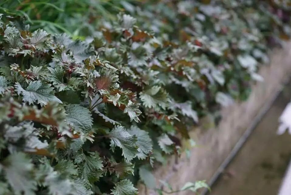 廣州·菁木山舍，有個木屋開滿鮮花看花開花落