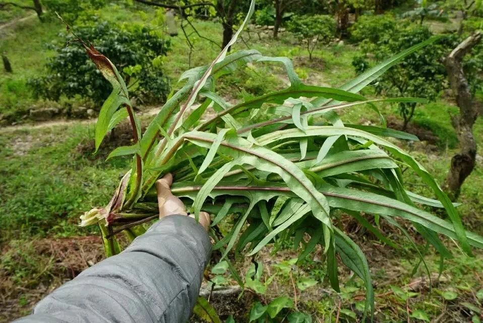 廣州·菁木山舍，有個(gè)木屋開滿鮮花看花開花落