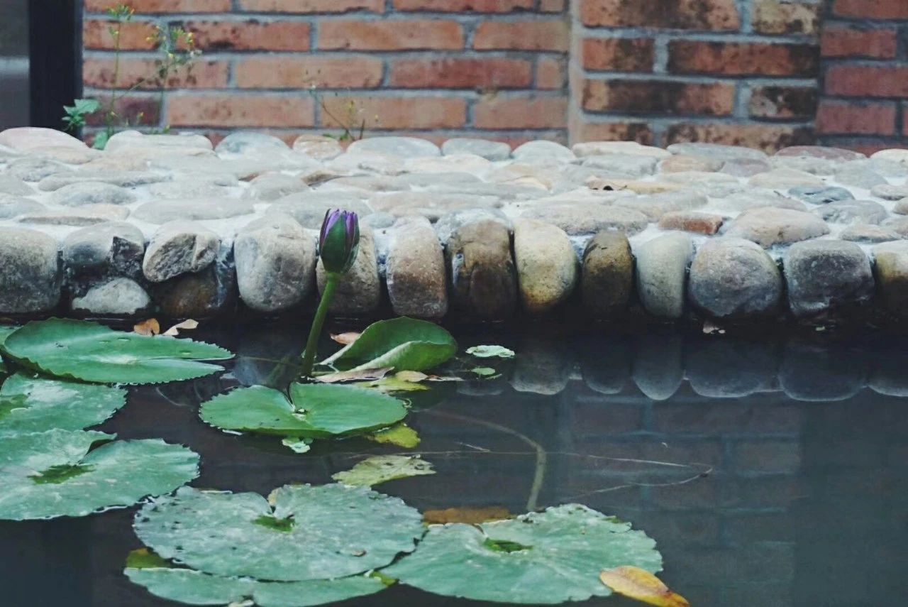 廣州·菁木山舍，有個木屋開滿鮮花看花開花落