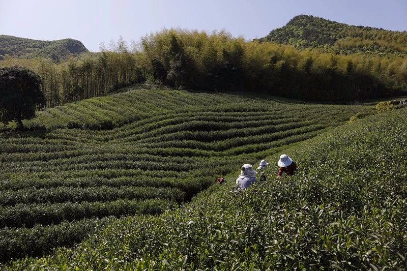 莫干山·梵谷，回歸自然的日子才是最難得