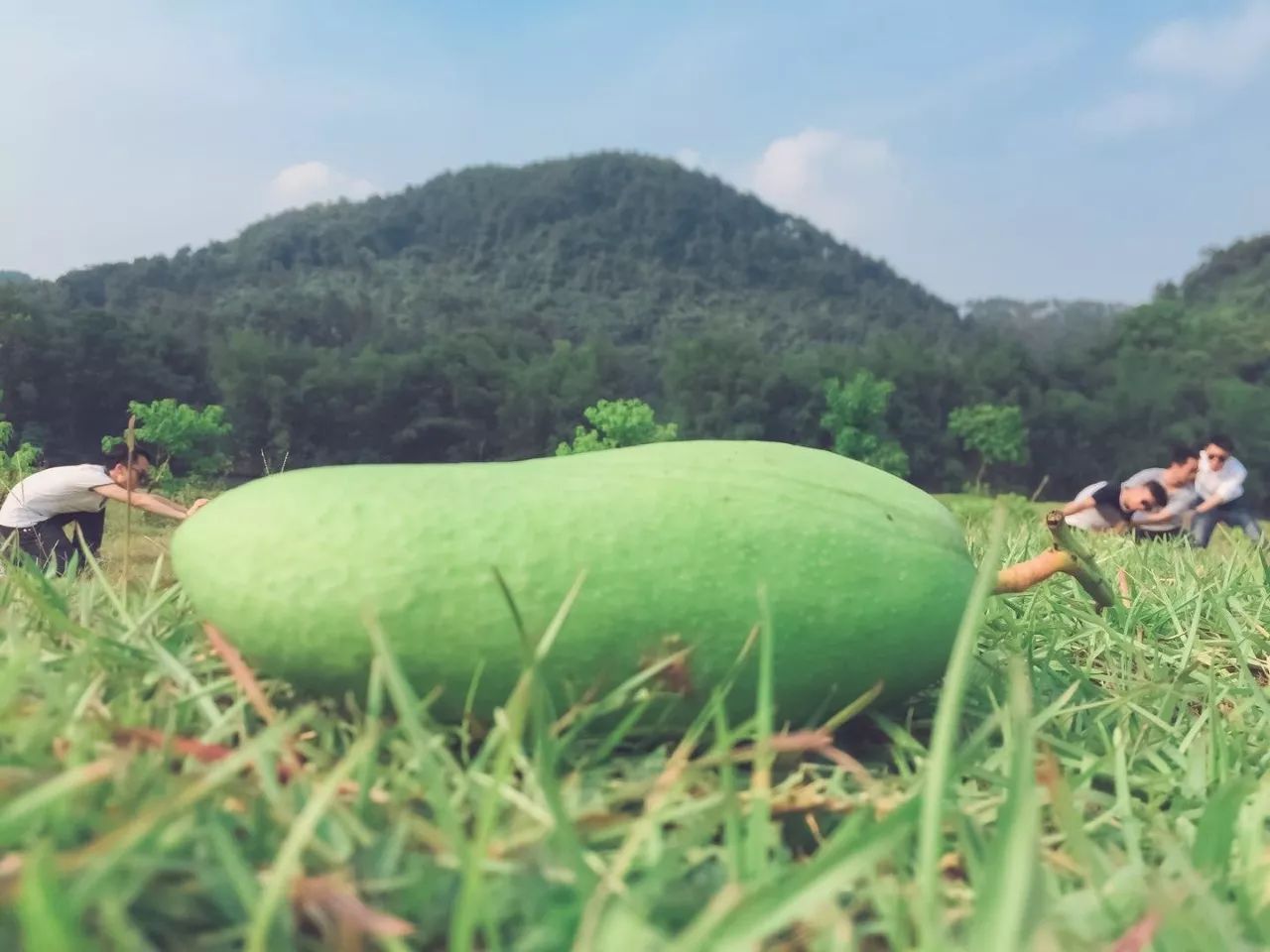陽(yáng)朔·芒果憶墅，用芒果記錄每一個(gè)美好瞬間