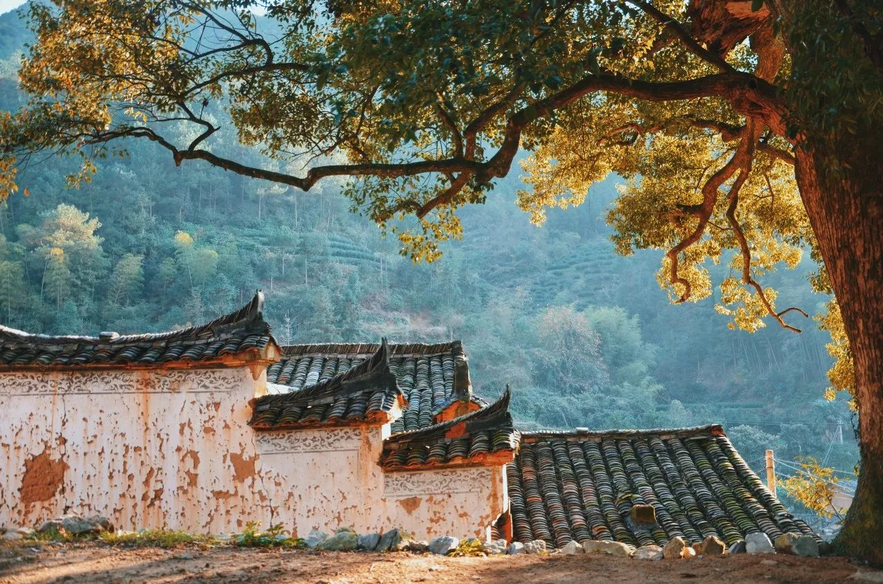 松陽·蔦舍，江南秘境里最溫暖的落腳處