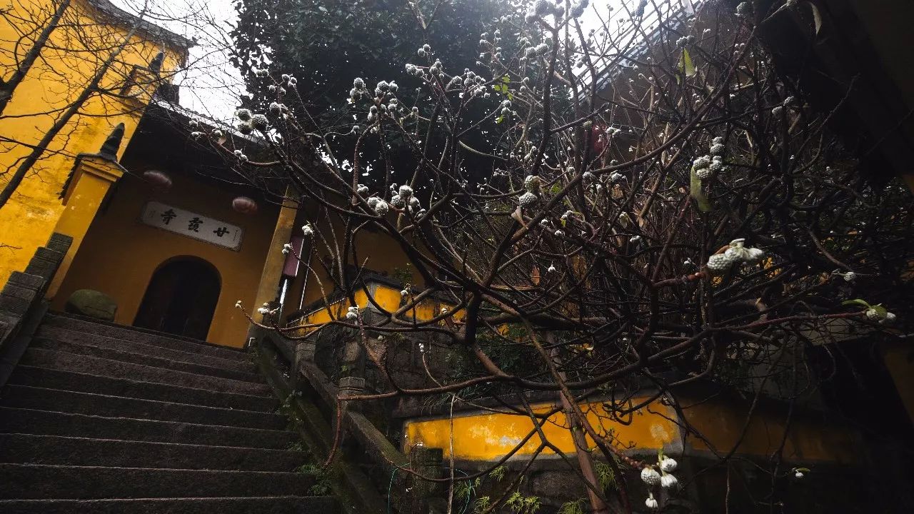 九華山·清竹里，延續(xù)和分享茶文化禪文化