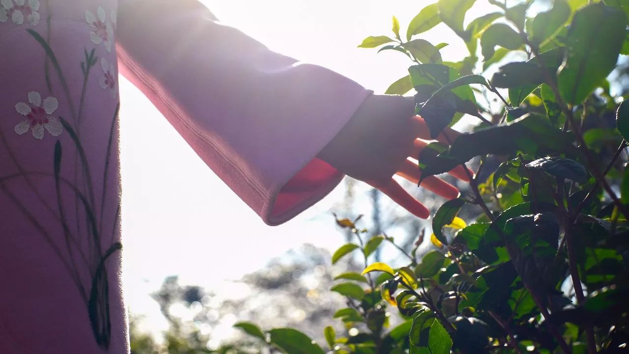 九華山·清竹里，延續(xù)和分享茶文化禪文化