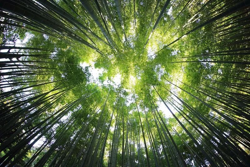 九華山·清竹里，延續和分享茶文化禪文化