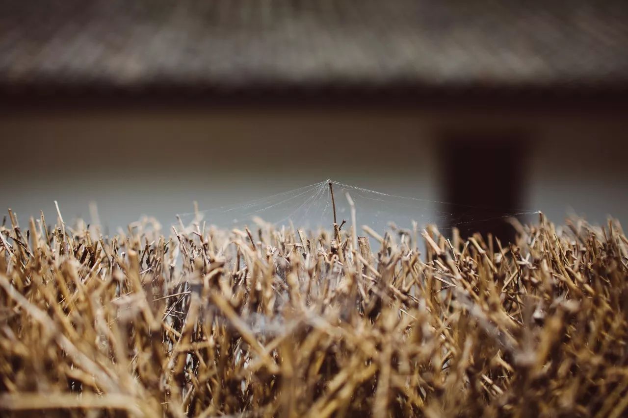 莫干山·三秋美宿，一日不見(jiàn)三秋盼兮