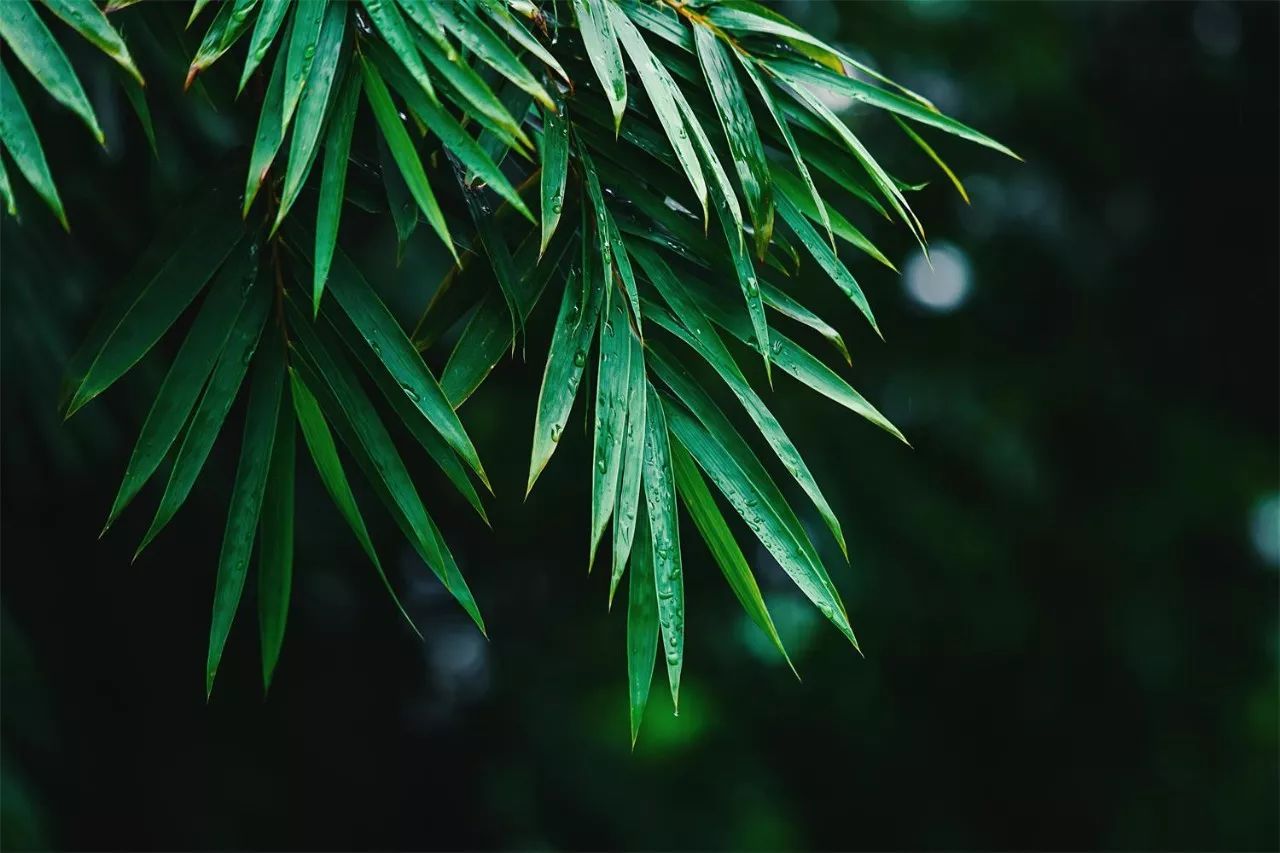 莫干山·趣舍一棵樹(shù)，置身山中與山林萬(wàn)物相連