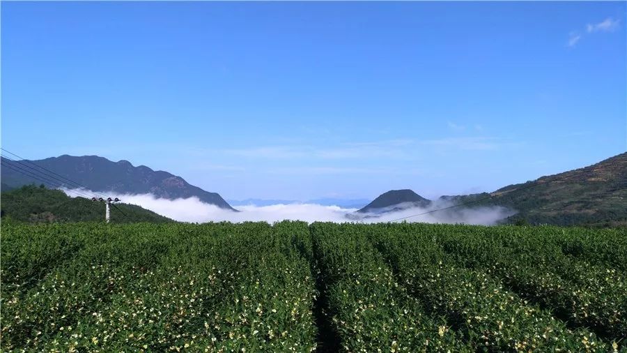 麗水·云逸遠山，在牡丹亭有個仲夏夜之夢