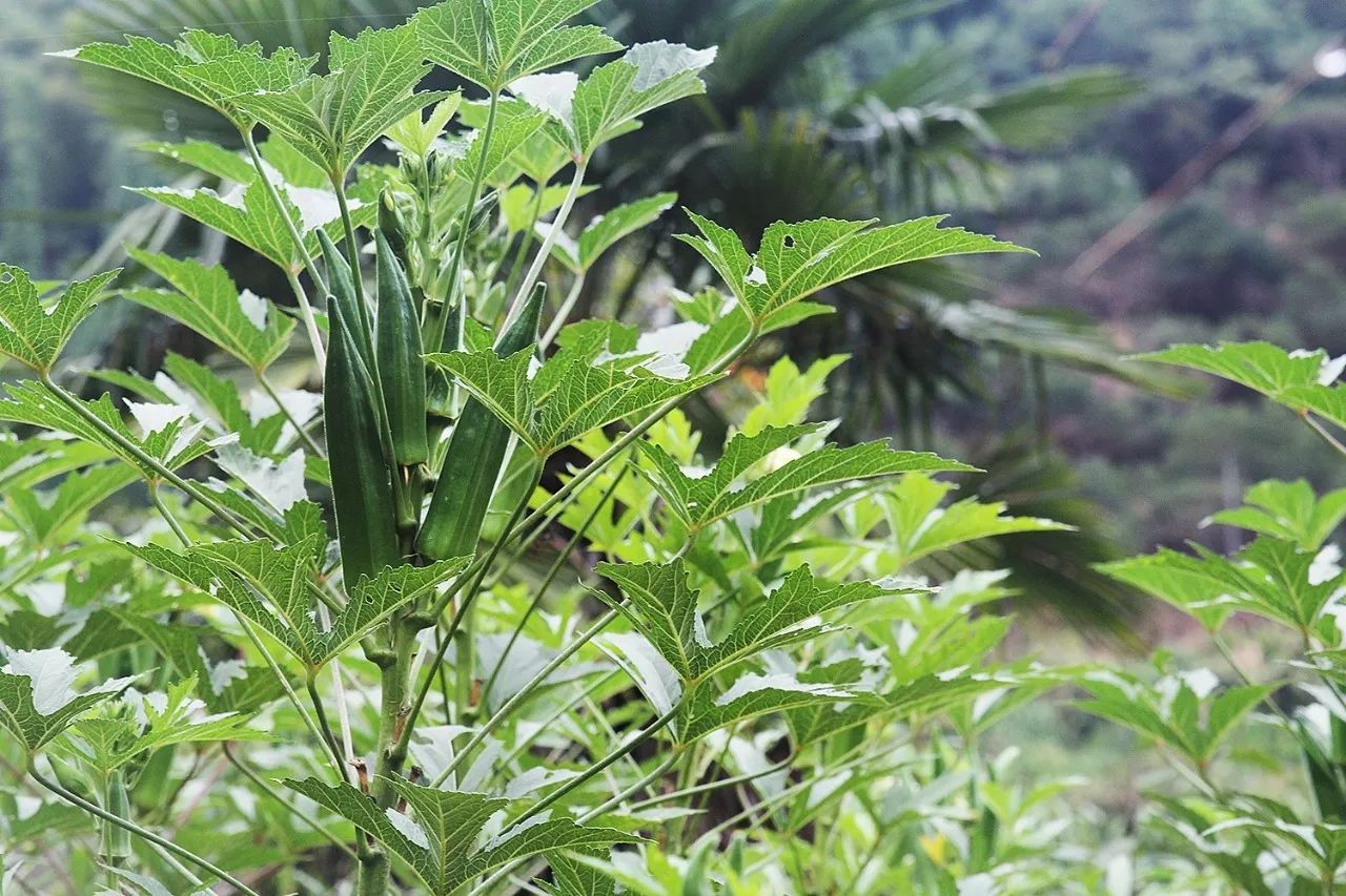 村上酒舍,體驗古村生活一起慢慢變老