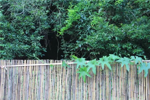 杭州·一色山墅，滿覺隴的月色喝茶散步都是雅事