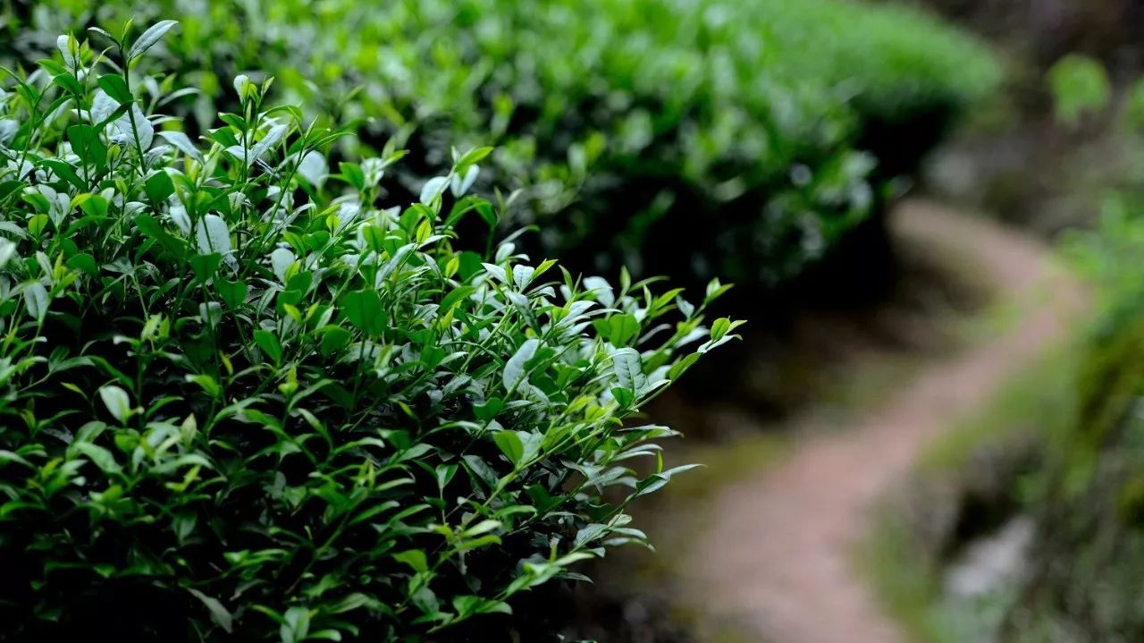武夷山·山玖如意莊，一杯清茶一萬個品茶人